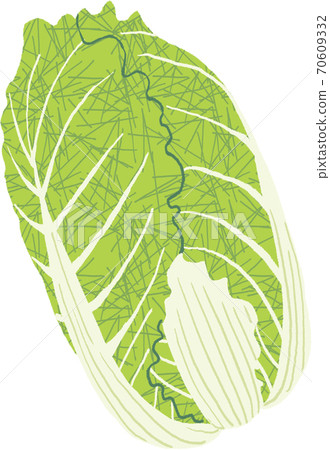 Cabbage 70609332