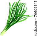 Chinese chive 70609345