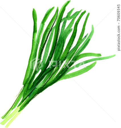 Chinese chive 70609345