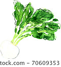 Turnip 70609353