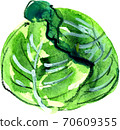 cabbage  70609355