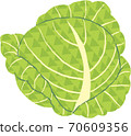 cabbage  70609356