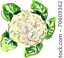 cauliflower  70609362