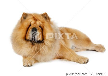 Chow chow in studio 70609913