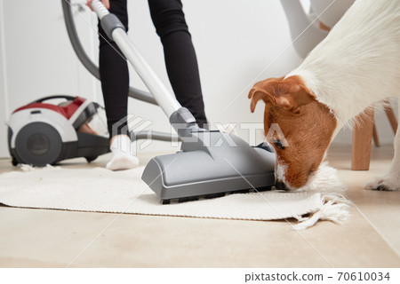 Curious dog look at the vacuum cleaner Curious dog look at the vacuum cleaner 70610034