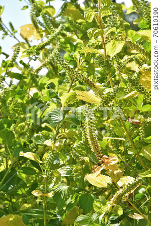 Plant: Sesoma Lamiaceae 70610190