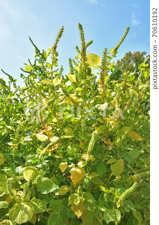 Plant: Sesoma Lamiaceae 70610192