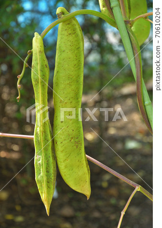 Plant: Nata bean legume 70610204