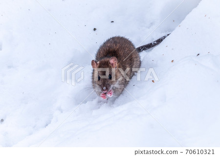 Brown rat is eating seeds sitting on the snow Brown rat is eating seeds sitting on the snow 70610321
