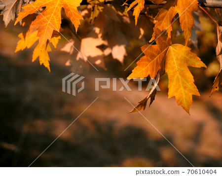 Autumn Abstract - Colorful Leaves With Defocused Park In Background At Sunset. Sunlight from foliage in sunny day. Autumn background. Soft focus. Autumn Abstract - Colorful Leaves With Defocused Park In Background At Sunset. Sunlight from foliage in sunny day. Autumn background. Soft focus. 70610404