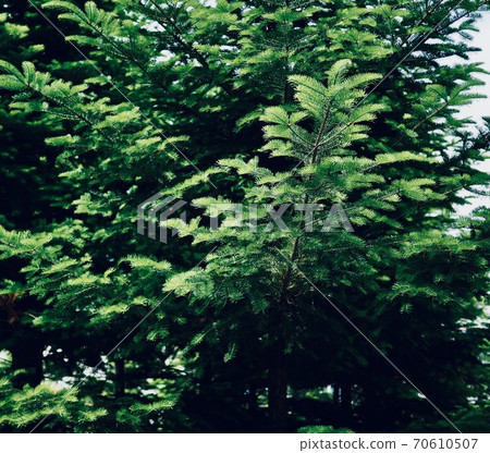 Green pine needles background in the forest 70610507