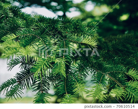 Green pine needles background in the forest Green pine needles background in the forest 70610514