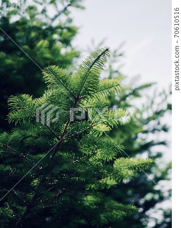 Green pine needles background in the forest 70610516