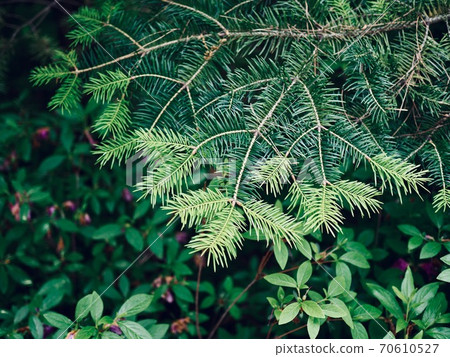 Green pine needles background in the forest 70610527