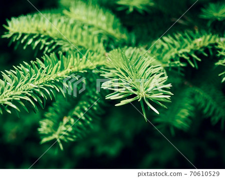 Green pine needles background in the forest Green pine needles background in the forest 70610529