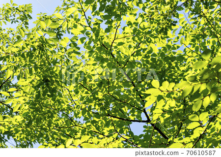 Young leaves of trees that shine in the summer sunshine 70610587