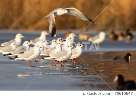 Flock of black-headed gull standing on ice in winter. 70610647