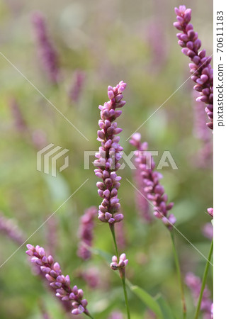 Persicaria longise Persicaria longise 70611183