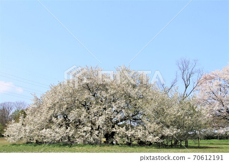 Giant Oshima cherry tree in Koganei Park Giant Oshima cherry tree in Koganei Park 70612191