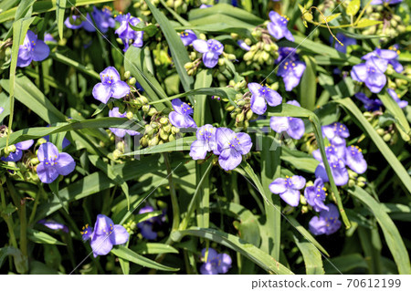 Tradescantia in full bloom Tradescantia in full bloom 70612199