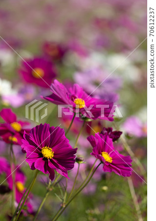 盛開的波斯菊領域，感覺到秋天 70612237