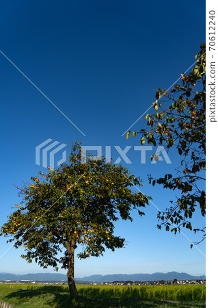 秋季日本鄉村景觀與柿子樹 秋季日本鄉村景觀與柿子樹 70612240