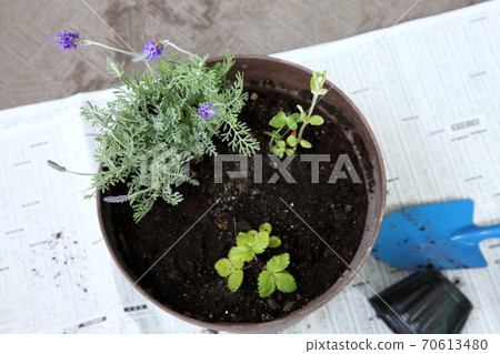 Herb group planting Herb group planting 70613480