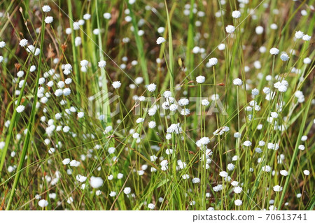 Eriocaulon nudibranch that grows in the reed moor in Toyohashi City, Aichi Prefecture 70613741