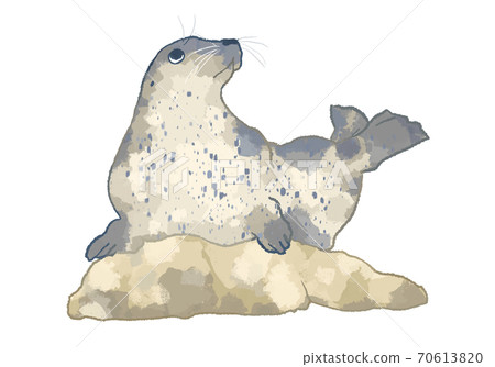 Illustration of a harbor seal with a gentle touch 70613820