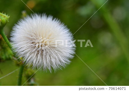蒲公英的絨毛的特寫鏡頭 70614071