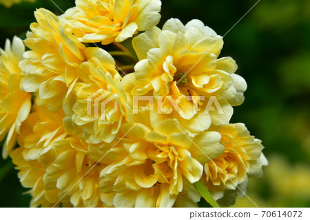 Yellow rose 70614072