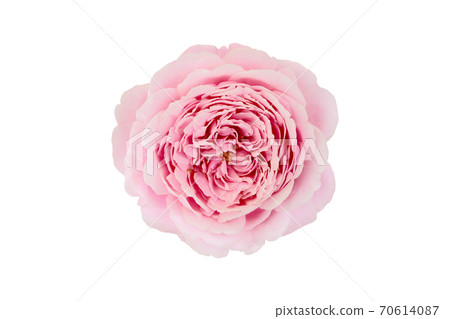Top view of pink rose isolated on white background Top view of pink rose isolated on white background 70614087