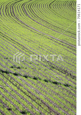 Scenery of Hokkaido "Wheat field in October" Scenery of Hokkaido "Wheat field in October" 70614171