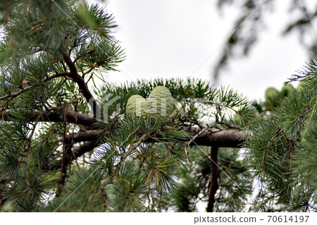 Pine cones of Himalayan cedar 70614197
