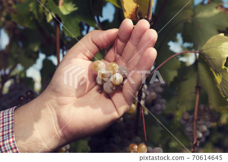 Male hand holding small cluster of grapes. Selective focus 70614645