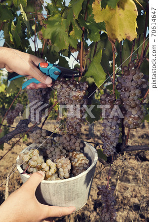 Man hands cutting cluster and putting it in wood bucket. Portrait image. Selective focus Man hands cutting cluster and putting it in wood bucket. Portrait image. Selective focus 70614647
