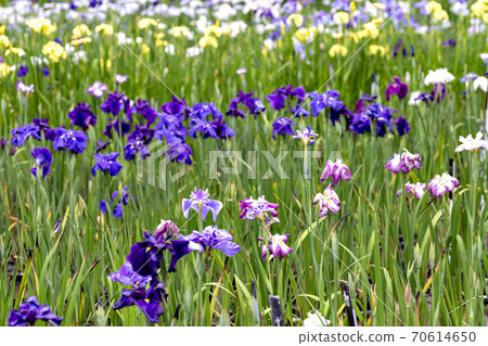 Flower irises in full bloom Flower irises in full bloom 70614650