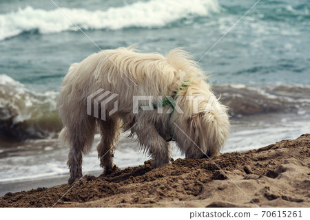 White dog digging the sand beach Adopted pet White dog digging the sand beach Adopted pet 70615261