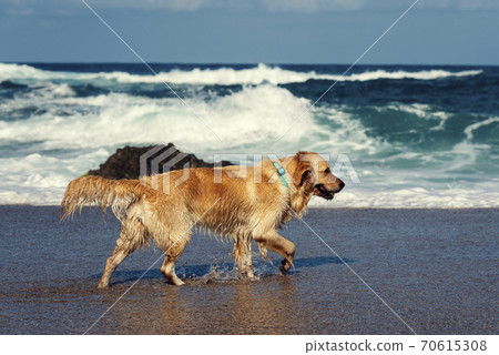 Golden retriever dog walking on a seashore wet in sunny summer day Selective focus Golden retriever dog walking on a seashore wet in sunny summer day Selective focus 70615308