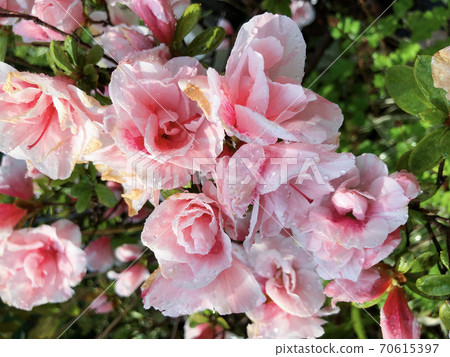 粉色杜鵑花在雨中濕 70615397