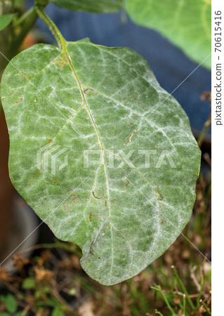 Powdery mildew of eggplant 70615416