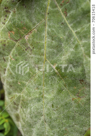 Powdery mildew of eggplant Powdery mildew of eggplant 70615418