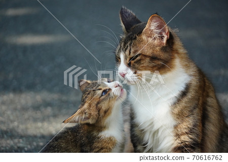 A stray cat kitten that snuggles up to its mother cat A stray cat kitten that snuggles up to its mother cat 70616762