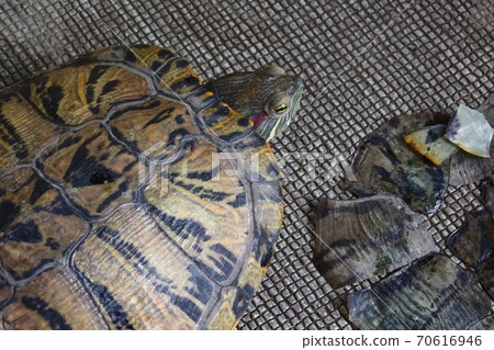 綠龜要脫落 綠龜要脫落 70616946