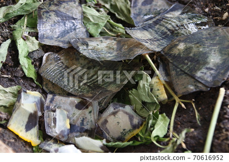 綠龜脫殼 70616952