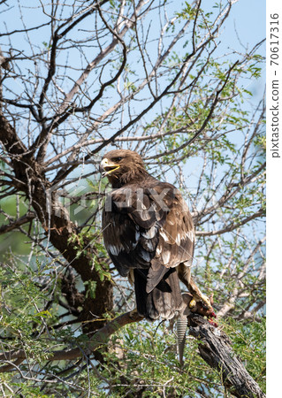 Greater spotted eagle or spotted eagle or Clanga clanga portrait with a spiny tailed lizard kill sitting on tree branch with blue sky in background at tal chhapar sanctuary rajasthan India Greater spotted eagle or spotted eagle or Clanga clanga portrait with a spiny tailed lizard kill sitting on tree branch with blue sky in background at tal chhapar sanctuary rajasthan India 70617316
