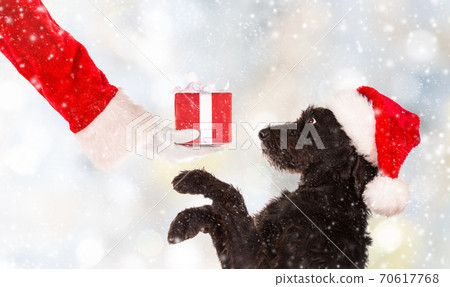 Black dog in santa cap Black dog in santa cap 70617768