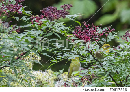 Inuzansho fruit and white-eye growing at the foot of Mt. Okutama in October 70617818