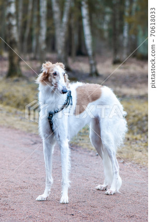Portrait of a beautiful Russian Greyhound, Borzoi dog looking in the spring park Portrait of a beautiful Russian Greyhound, Borzoi dog looking in the spring park 70618033