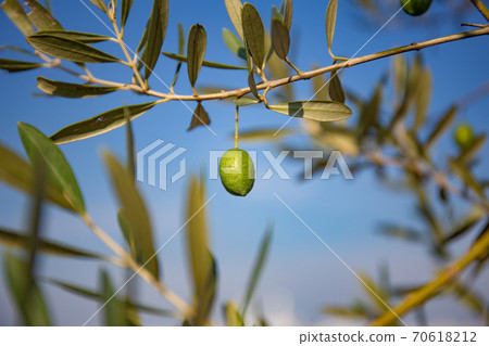 Fruited olive tree Fruited olive tree 70618212